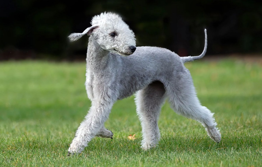 Bedlington Terrier Köpek Irkı Özellikleri, Karakteri, Bakımı ve Beslenmesi
