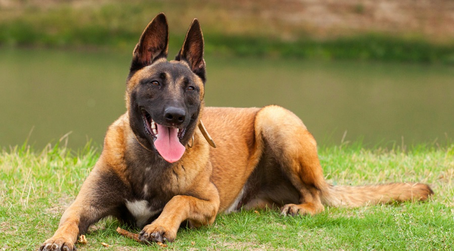 Belçika Kurdu Köpek Irkı Özellikleri, Karakteri, Bakımı ve Beslenmesi