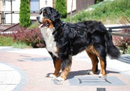Bernese Dağ Köpeği Irkı Özellikleri, Karakteri, Bakımı ve Beslenmesi