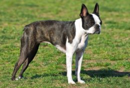 Boston Terrier Köpek Irkı Özellikleri, Karakteri, Bakımı ve Beslenmesi