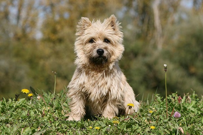 Cairn Terrier Köpek Irkı Karakteri Nasıldır