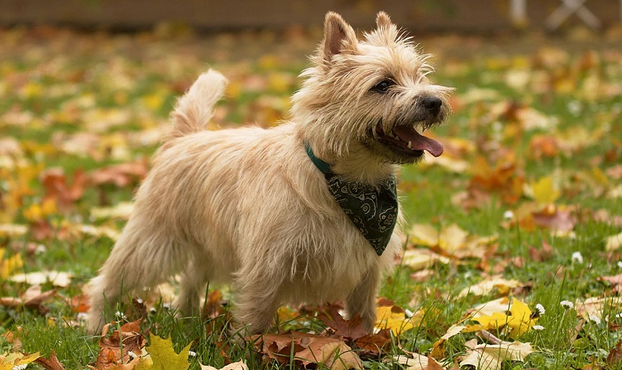 Cairn Terrier Köpek Irkı Özellikleri, Karakteri, Bakımı ve Beslenmesi