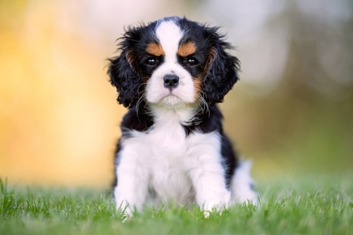 Cavalier King Charles Spaniel Köpek Irkı Eğitimi Nasıl Verilir