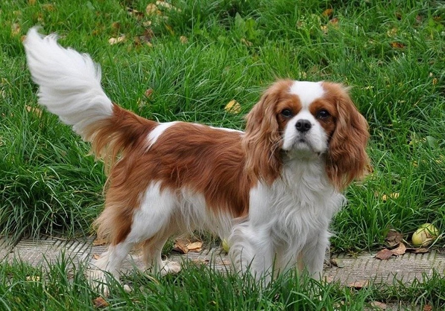 Cavalier King Charles Spaniel Köpek Irkı Özellikleri, Karakteri, Bakımı ve Beslenmesi