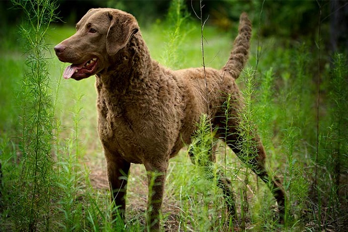 Chesapeake Bay Retriever Köpek Irkı Hangi Köpeklerden Oluşmuştur