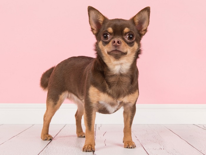 Chihuahua Eğitimi Nasıl Verilir?
