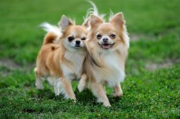 Chihuahua Köpek Irkı Özellikleri, Karakteri, Bakımı ve Beslenmesi