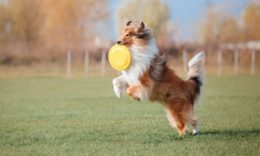 Collie Köpek Irkı Özellikleri, Karakteri, Bakımı ve Beslenmesi