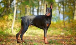 Doberman Pinscher Köpek Irkı Özellikleri, Karakteri, Bakımı ve Beslenmesi