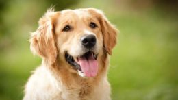 Golden Retriever Köpek Irkı Özellikleri, Karakteri, Bakımı ve Beslenmesi
