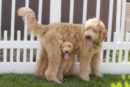 Goldendoodle Köpek Irkı Özellikleri, Karakteri, Bakımı ve Beslenmesi