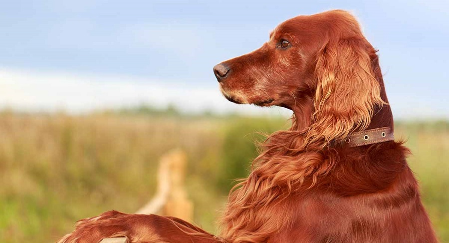 İrlanda Setter Köpek Irkı Özellikleri, Karakteri, Bakımı ve Beslenmesi