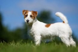 Jack Russell Terrier Köpek Irkı Karakteri, Bakımı ve Beslenmesi