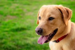 Labrador Retriever Köpek Irkı Özellikleri, Karakteri, Bakımı ve Beslenmesi