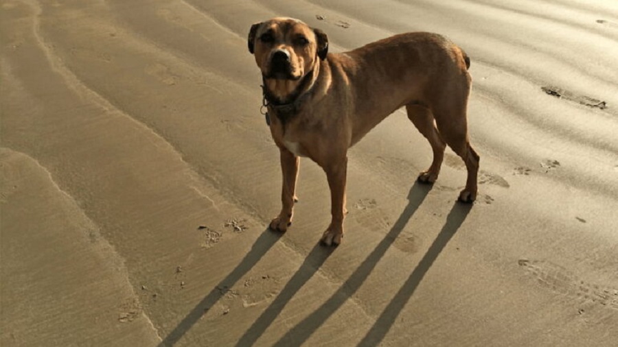 Bandogge Mastiff Köpek Irkı Özellikleri, Karakteri, Bakımı ve Beslenmesi
