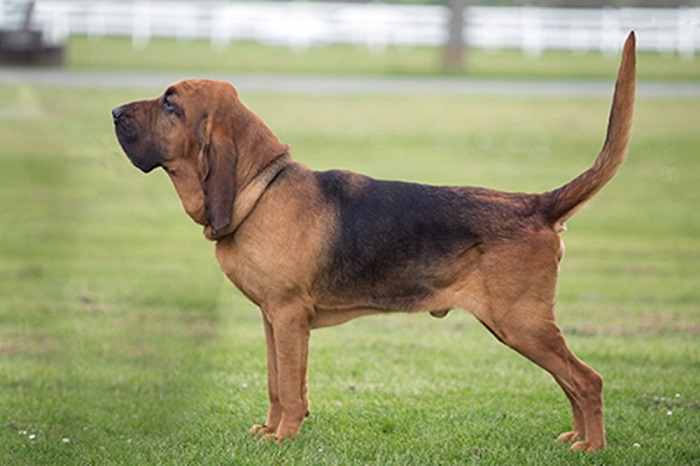 Bloodhound Köpek Irkı Eğitimi Nasıl Verilir?