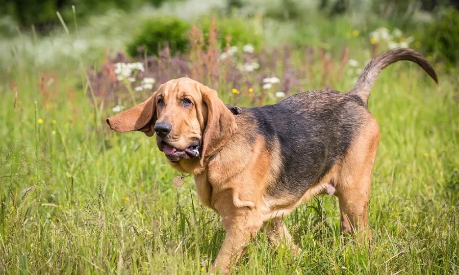 Bloodhound Köpek Irkı Özellikleri, Karakteri, Bakımı ve Beslenmesi