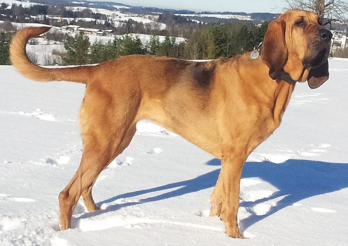 Bloodhound Köpek Irkı Özellikleri Nelerdir?
