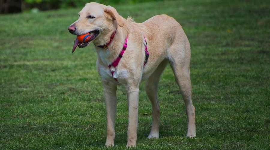 Goldador Köpek Irkı Özellikleri, Karakteri, Bakımı ve Beslenmesi