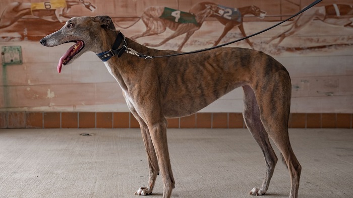 Greyhound Eğitimi Nasıl Verilir?