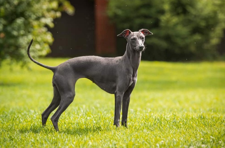 Greyhound Köpek Irkı Özellikleri, Karakteri, Bakımı ve Beslenmesi