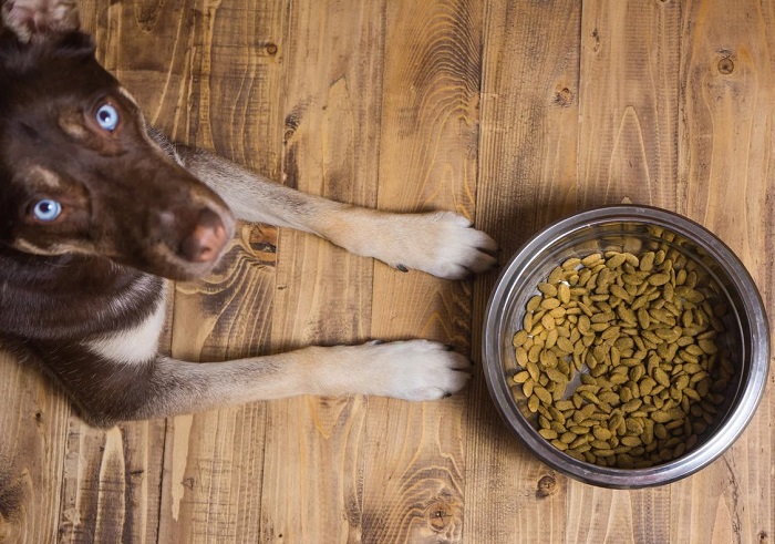 Köpeklerde Yeme Bozuklukları Nasıl Tedavi Edilebilir?