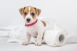Köpeklerin Tuvalet Alışkanlıkları Nasıl?
