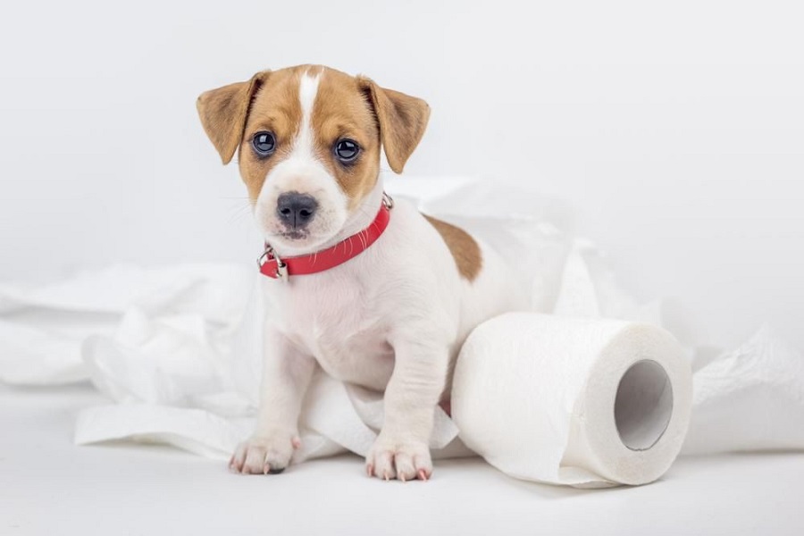 Köpeklerin Tuvalet Alışkanlıkları Nasıldır?