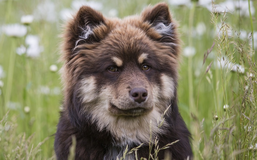 Lapphund Köpek Irkı Özellikleri, Karakteri, Bakımı ve Beslenmesi