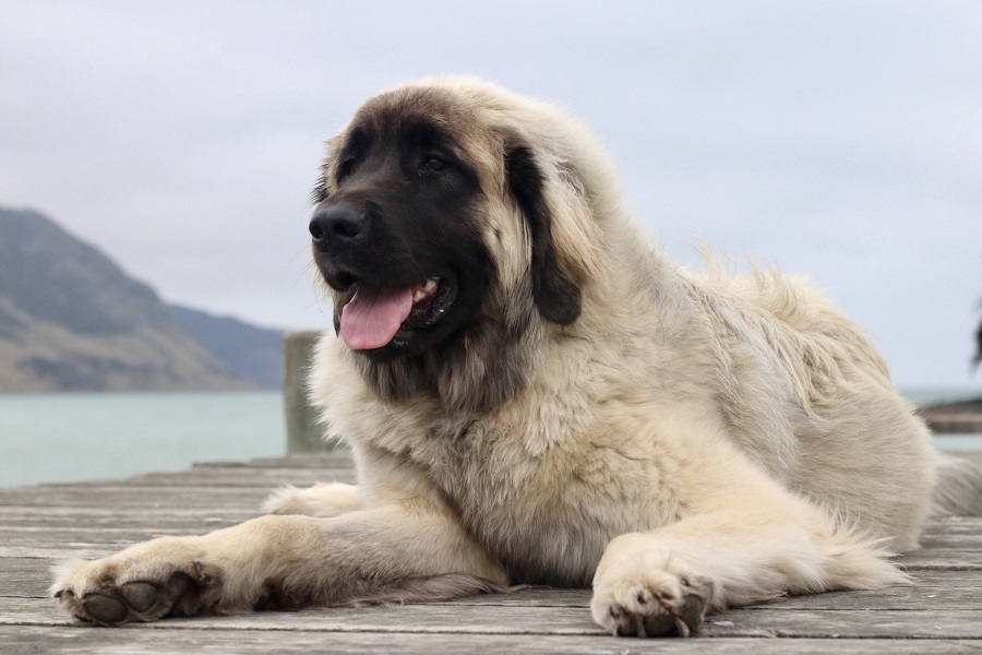 Leonberger Köpek Irkı Özellikleri, Karakteri, Bakımı ve Beslenmesi