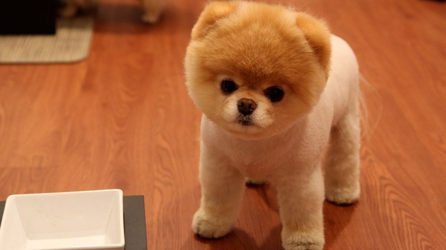 Pomeranian Boo Köpek Irkı Özellikleri, Karakteri, Bakımı ve Beslenmesi