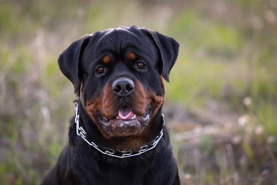 Rottweiler Köpek Irkı Özellikleri, Karakteri, Bakımı ve Beslenmesi