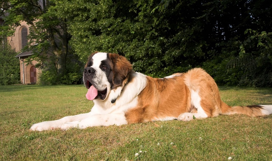 Saint Bernard Köpek Irkı Özellikleri, Karakteri, Bakımı ve Beslenmesi