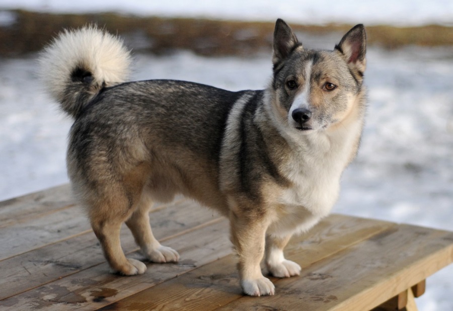 Swedish Vallhound Köpek Irkı Özellikleri, Karakteri, Bakımı ve Beslenmesi