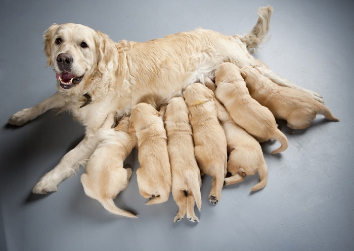 Yavru Köpekler Annesinden Ne Zaman Ayrılmalıdır?
