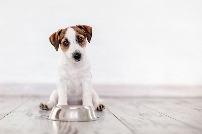 Yavru Köpeklere Ek Gıda Verirken Nelere Dikkat Edilmelidir?
