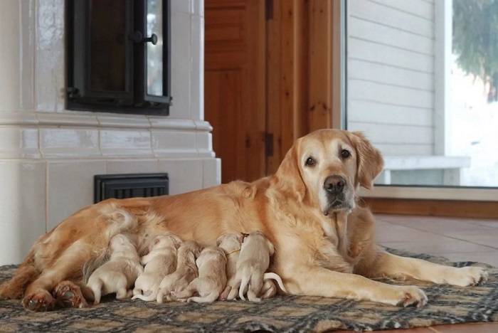 Yavru Köpeklerin Anneleri İle Büyümesi Neden Önemlidir?