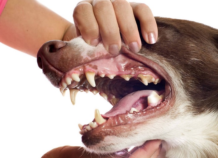 Diş Çıkaran Bir Köpek Nasıl Beslenmelidir?