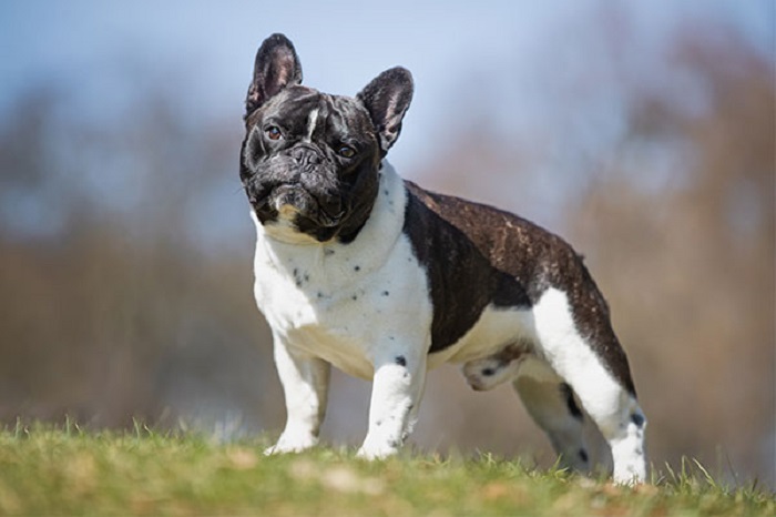 French Bulldog Eğitimi Nasıl Verilir