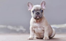 French Bulldog Köpek Irkı Özellikleri, Karakteri, Bakımı ve Beslenmesi