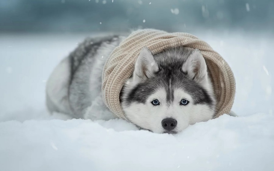 Köpekler Soğukta Üşür Mü