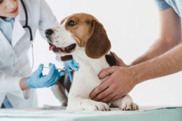 Köpeklerde Bronşin Aşısı Ne İşe Yarar?