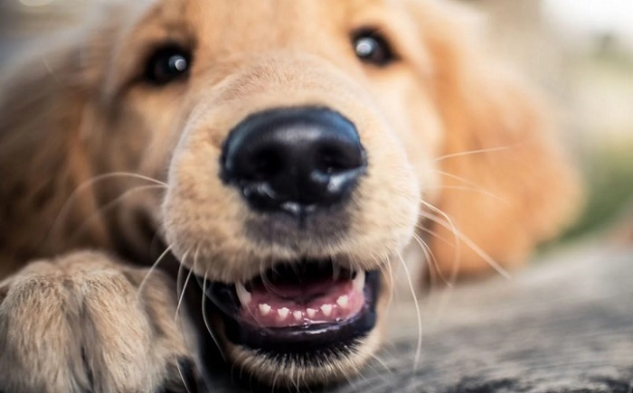Köpeklerde Diş Bakımı Nasıl Olmalıdır