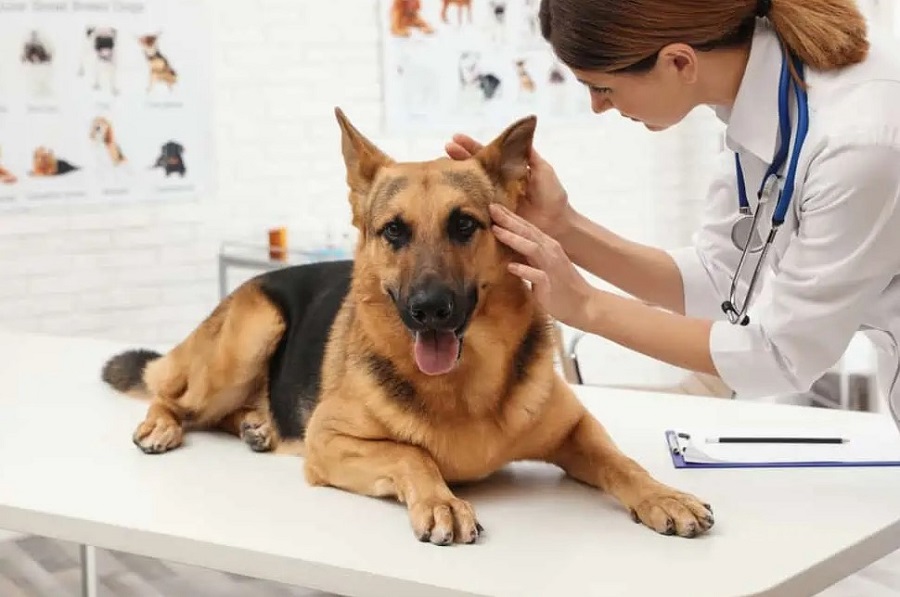 Köpeklerde Kulak Akıntısı Nasıl Geçer