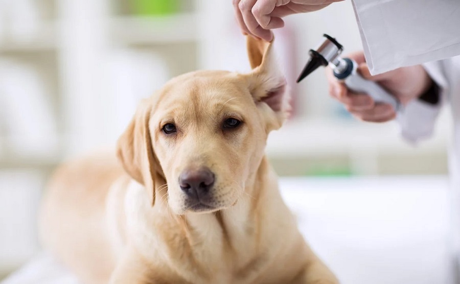 Köpeklerde Kulak Enfeksiyonları