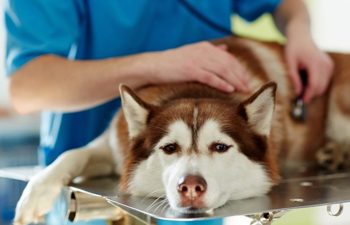Köpeklerde Safra Kesesi Hastalıklarının Tedavisi Nasıldır