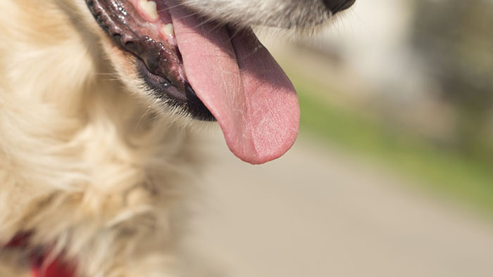 Köpeklerde Solunum Sistemi Hastalıkları Tedavisi Nasıldır