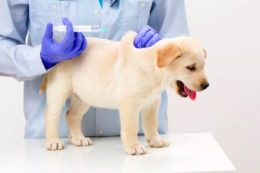 Köpeklerin Aşısı Ne Zaman Biter?