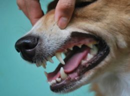Köpeklerin Dişleri Çıkarken Dikkat Edilmesi Gerekenler Nelerdir?