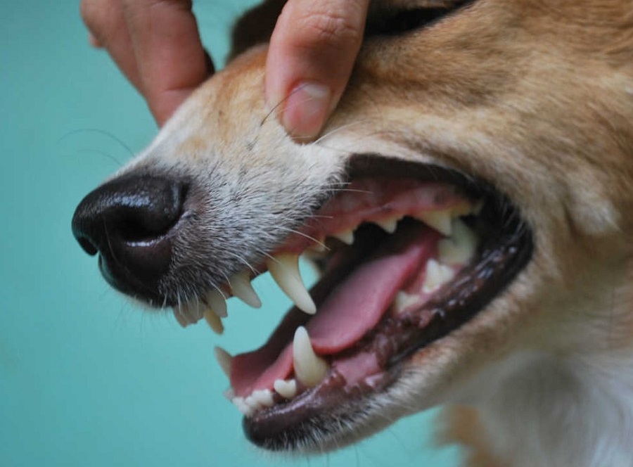Köpeklerin Dişleri Çıkarken Dikkat Edilmesi Gerekenler Nelerdir